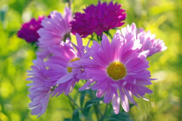 хризантемы малиновые ромашковые