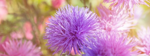 пушистый цветок