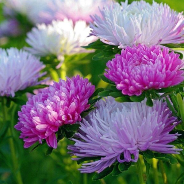 астры красивые