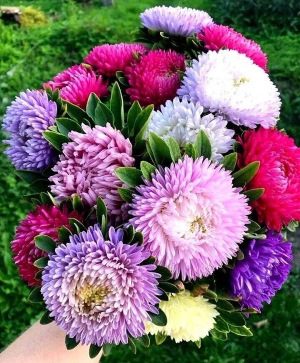 астрочки цветы