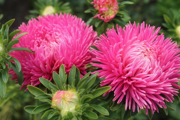 астра хризантелла коралл