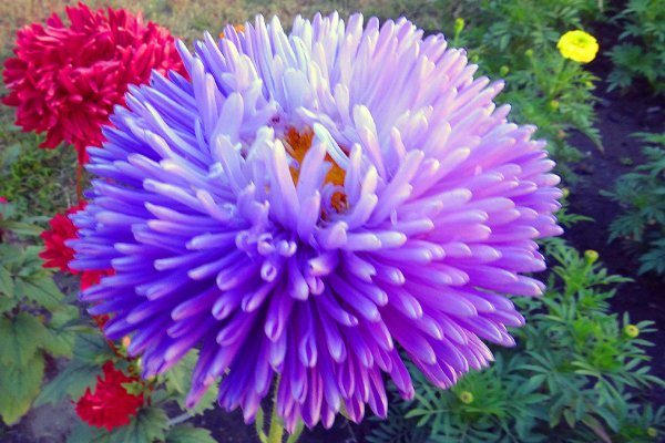 астра хризантема георгин