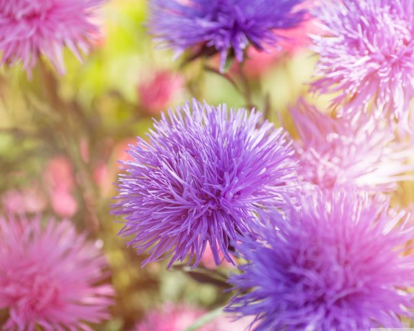 астра небесная фантазия