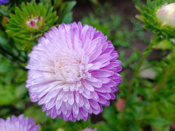 астра хризантема георгин