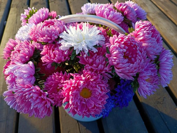 кустовая астра