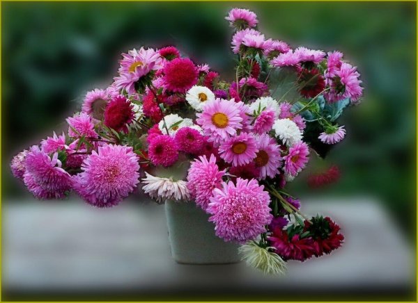 хризантемы сентябринки
