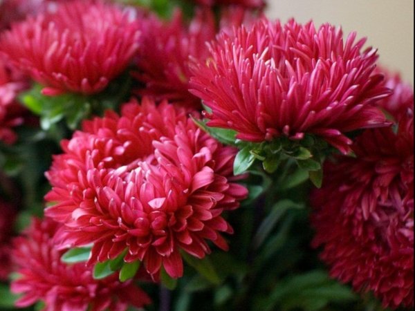 астра розовидная