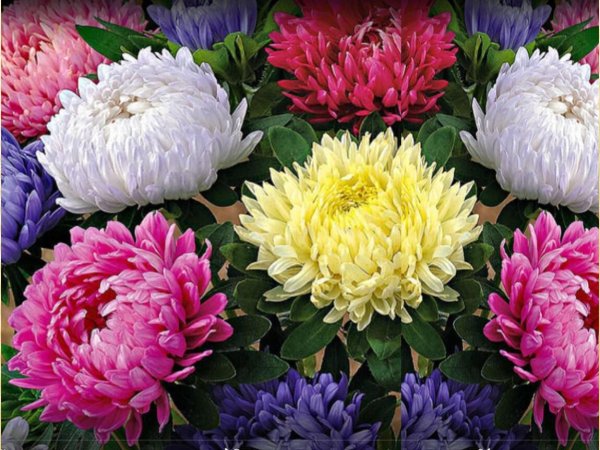 астра пионовидная микс