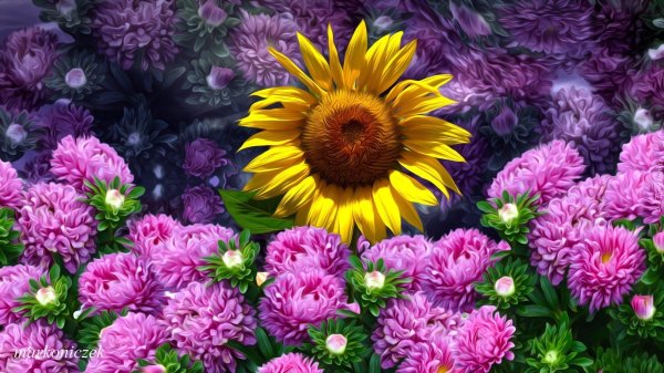 астры красивые