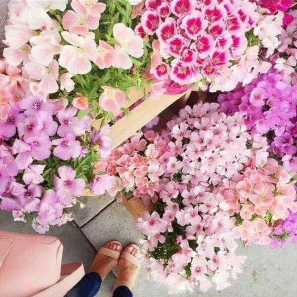 неприхотливые цветы