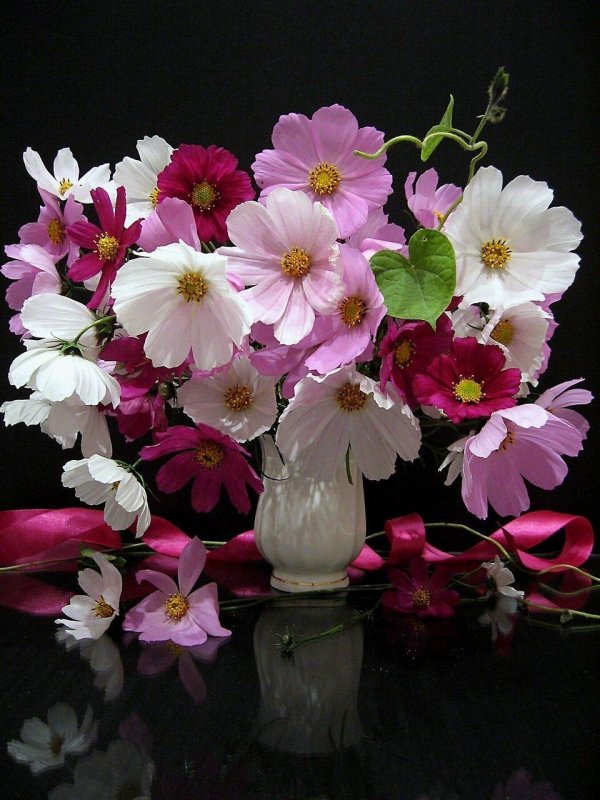 космея вайт