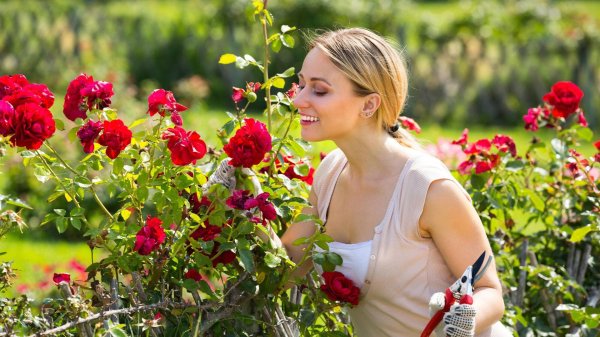 садовник в розах