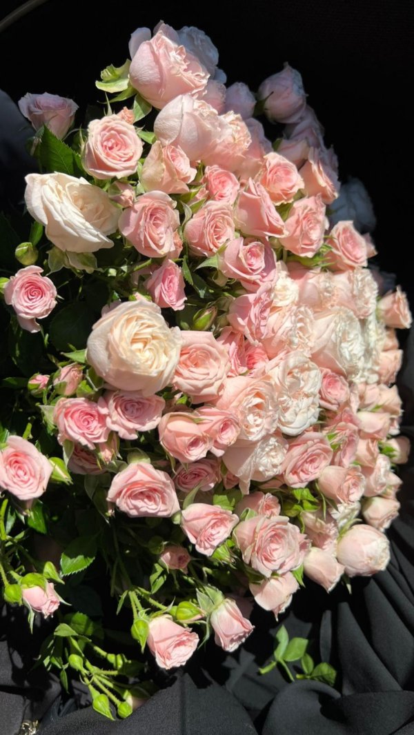 роза куст леди бомбастик