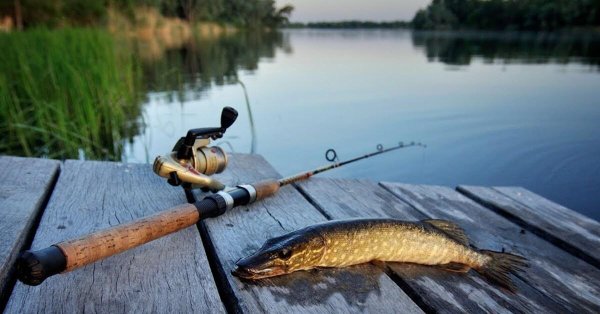 щука на спиннинг