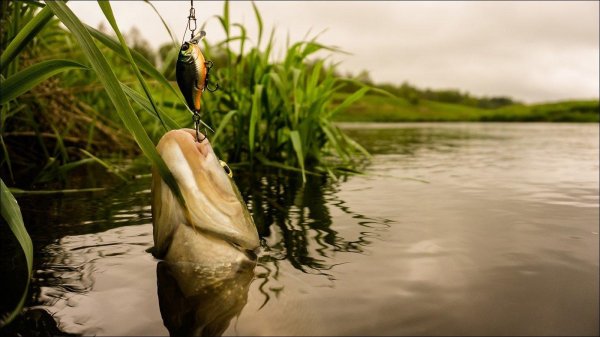 воблер на голавль