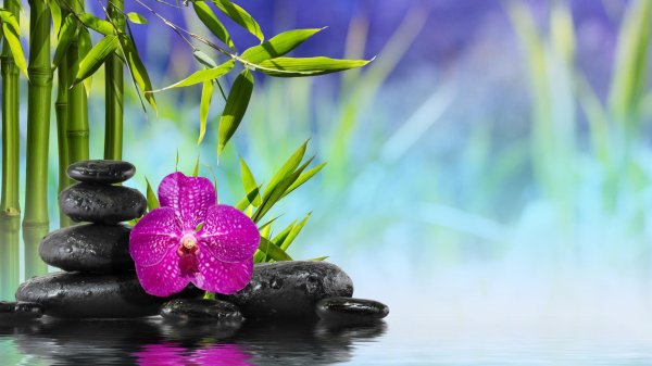 бамбуковая орхидея