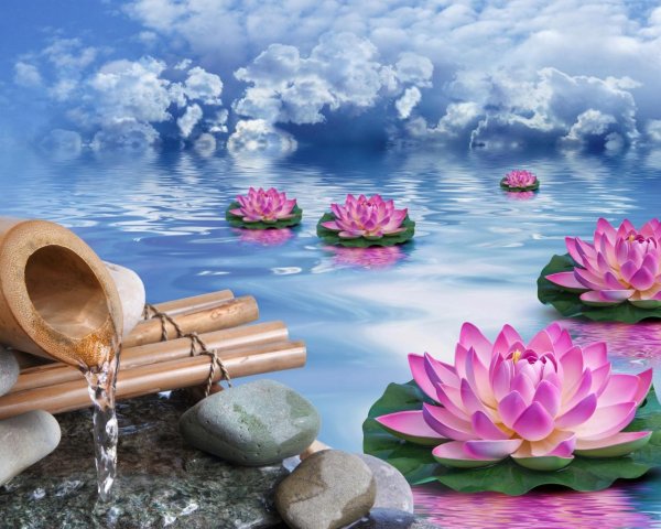 лотос красивый