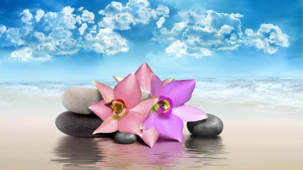 красивый лотос