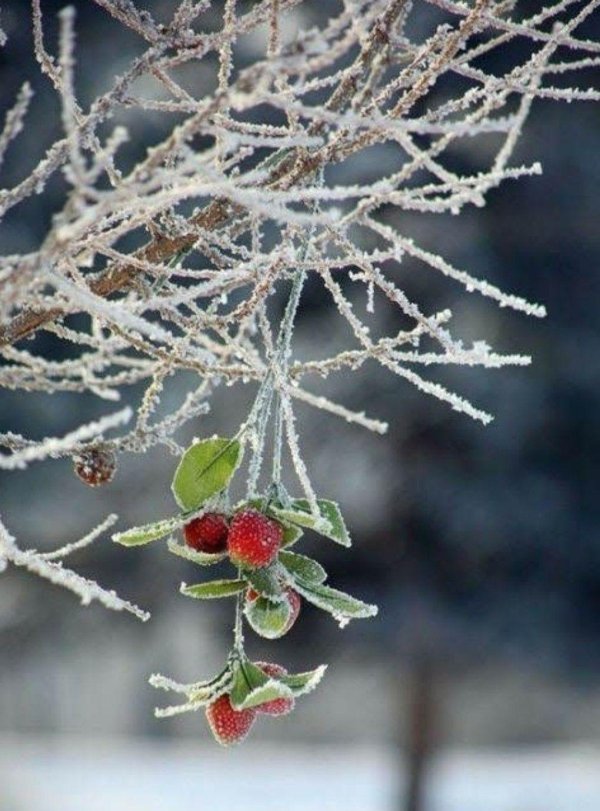 ягоды в инее