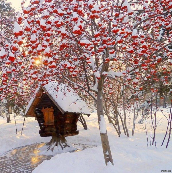 рябина в снегу