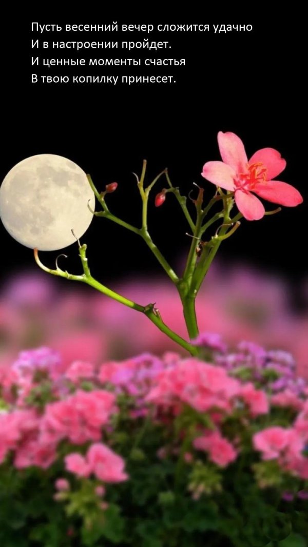 лунные цветы