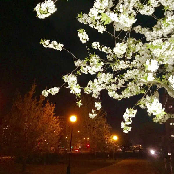 цветущая вишня ночью