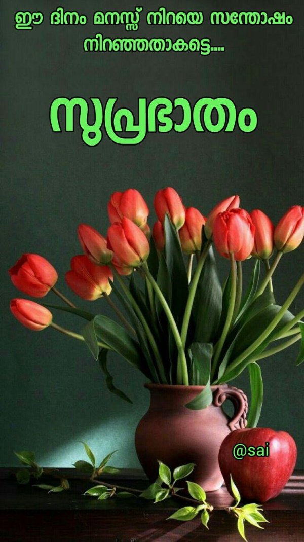 тюльпан цветок