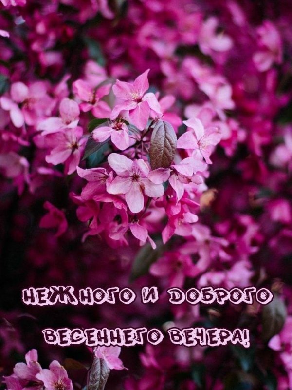 розовая сирень