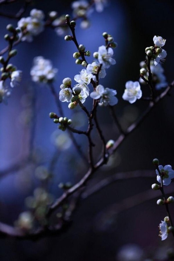 цветущие ветки