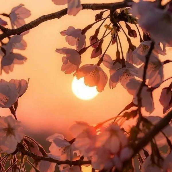 весенний рассвет