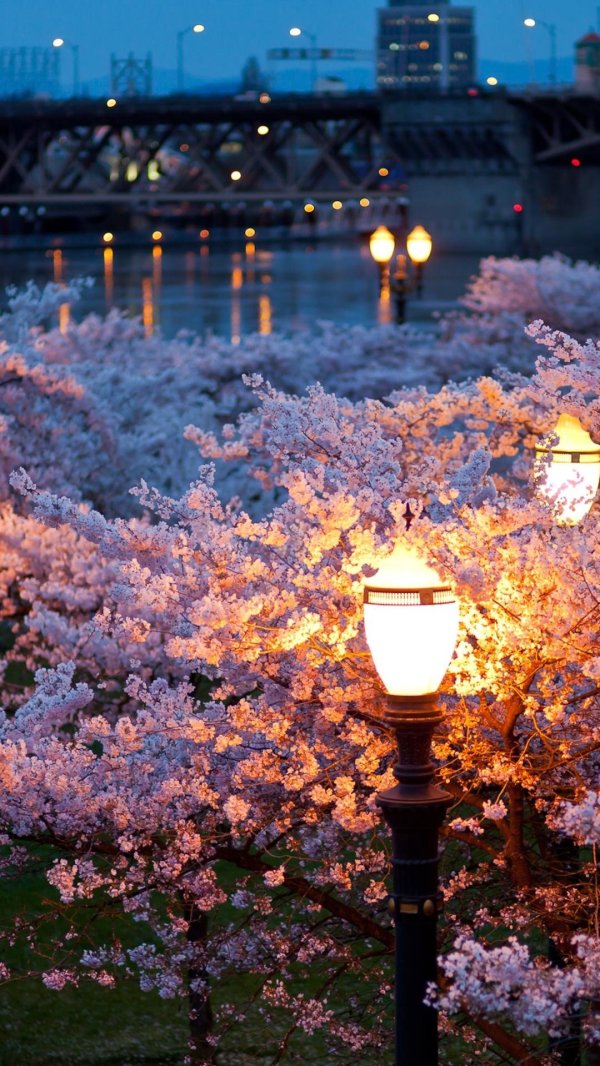 цветение сакуры