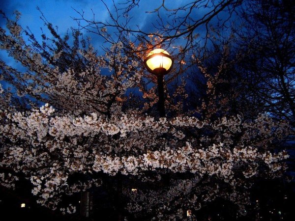 ночная сакура