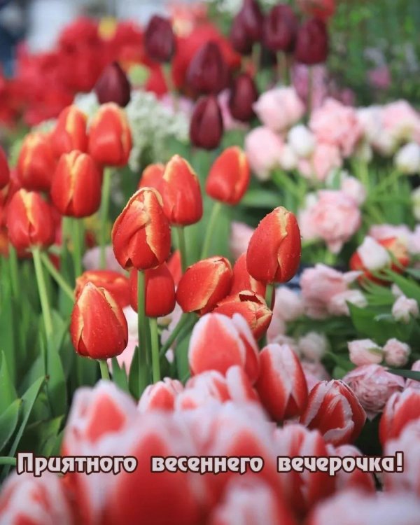 сорта тюльпанов