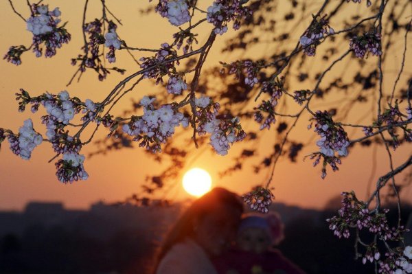 сакура на закате
