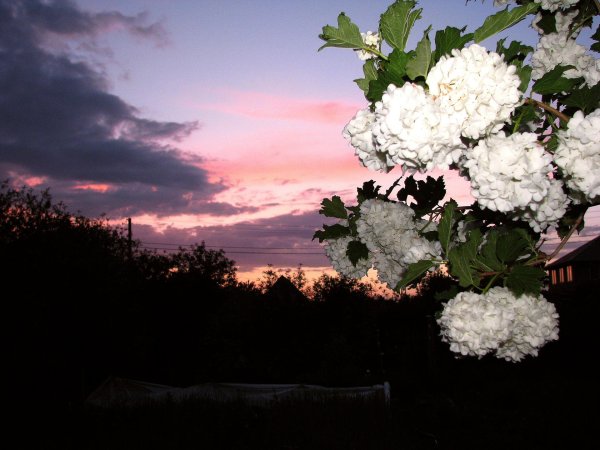 гортензия бульденеж