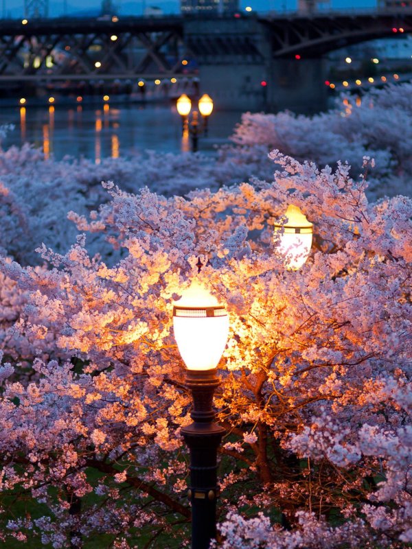 весенней ночи