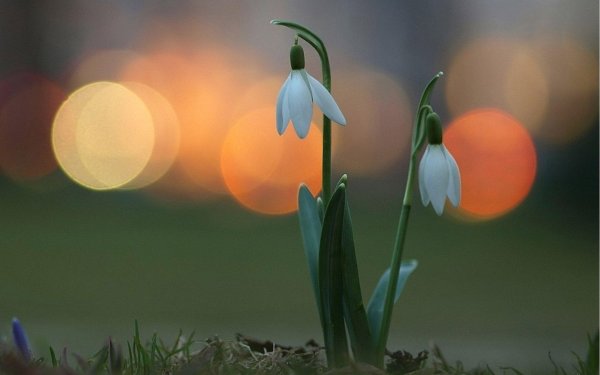 красивые подснежники