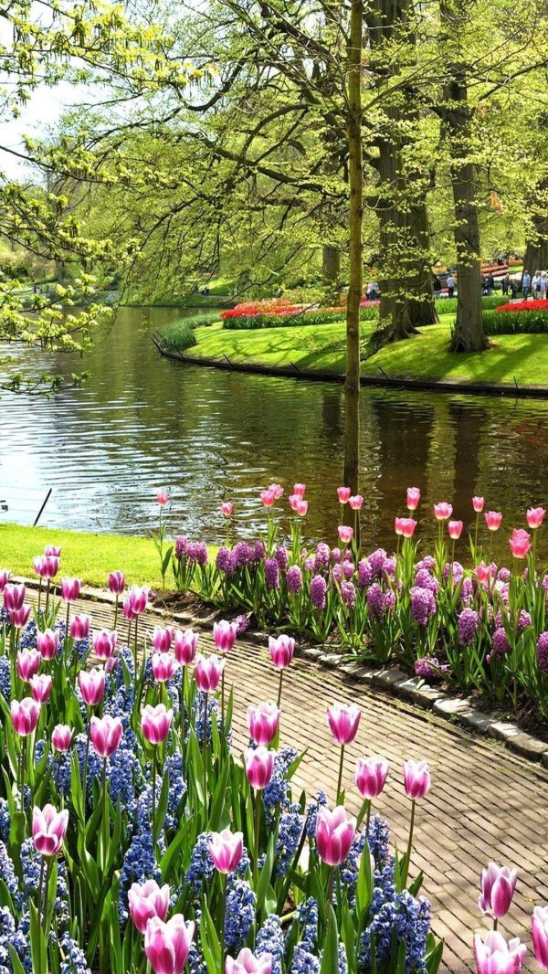 кекенхоф нидерланды