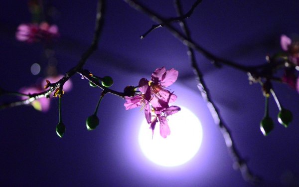 цветочное полнолуние