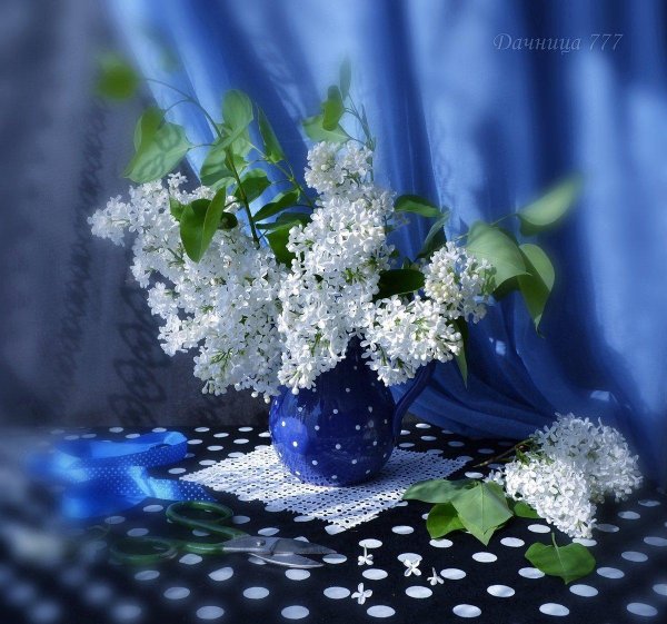 сирень белая