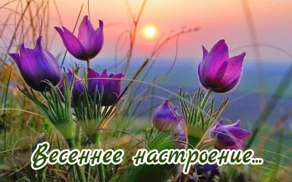 прострел сон трава