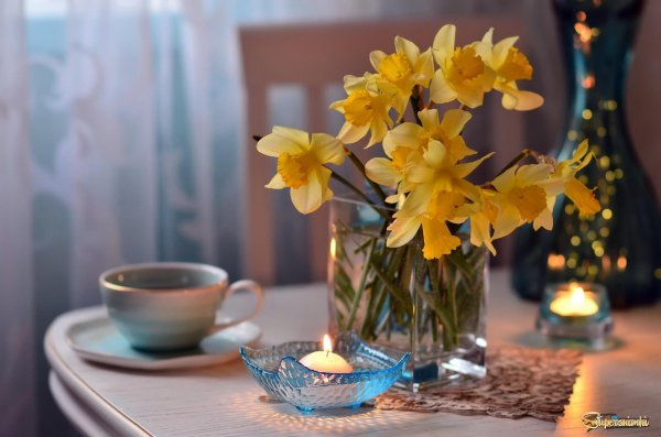 желтые нарциссы букет