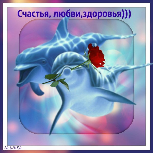 смешные дельфины