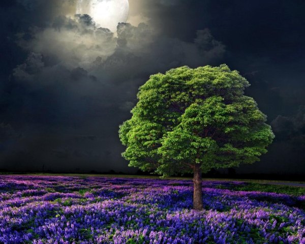 ночная природа