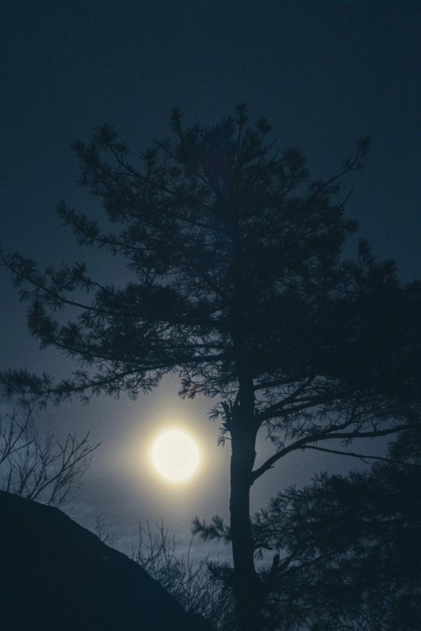 сосны ночью