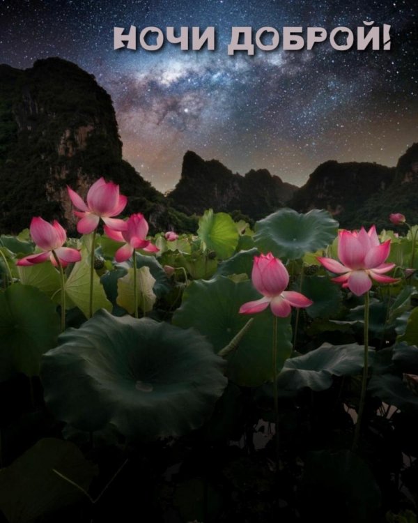 цветки лотоса