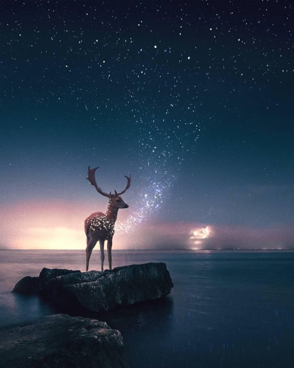 рональд онг волшебный мир на снимках