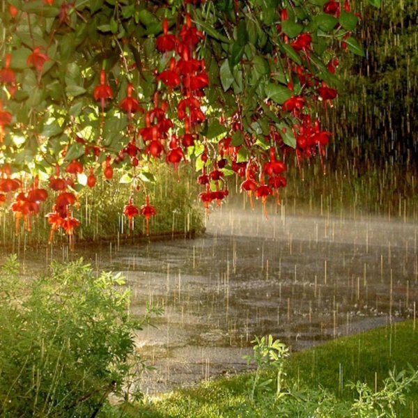 sunshower raindrops