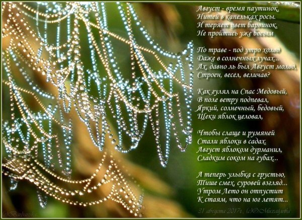 роса на паутине