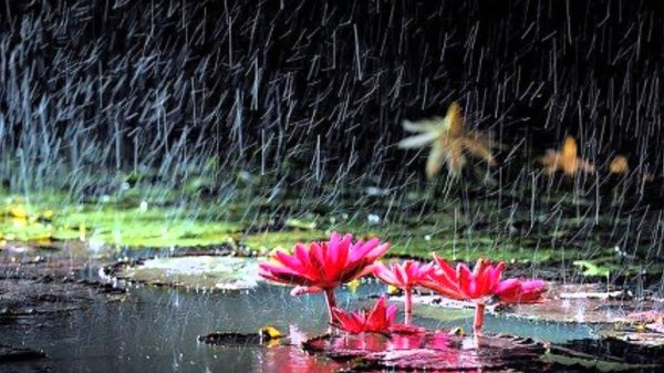 во время дождя